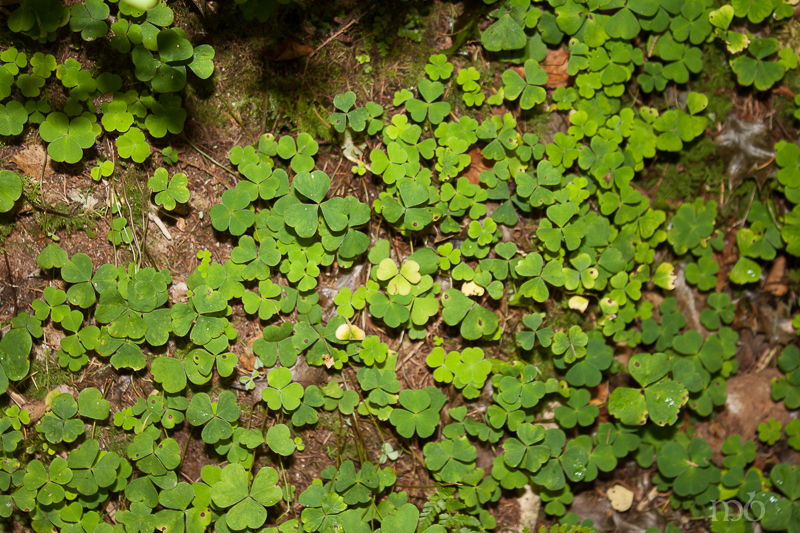 Shamrocks at the foot of St. Patrick's Chair