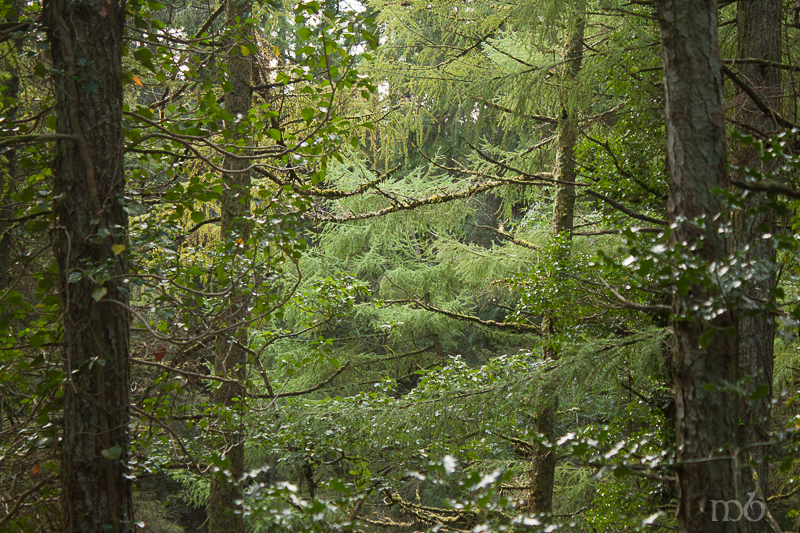 trees - Altadaven Forest