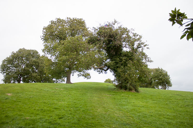 Fairy Tree - Navan Fort