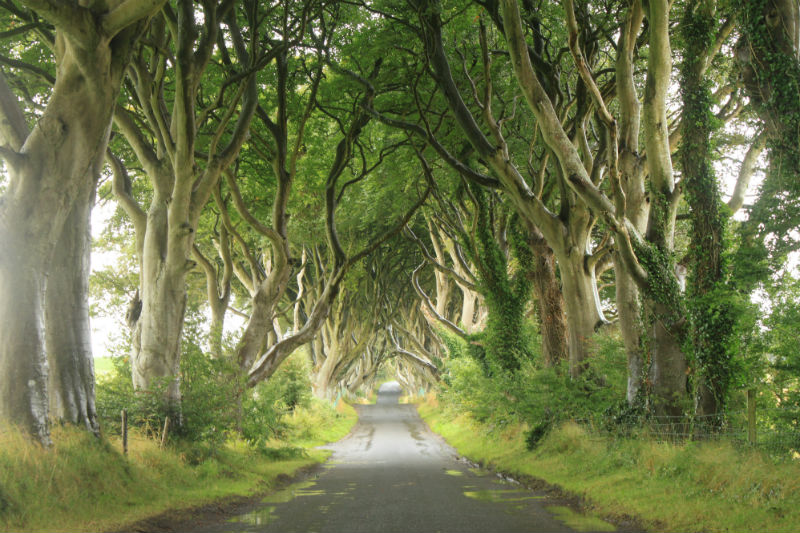 The Dark Hedges - County Antrim