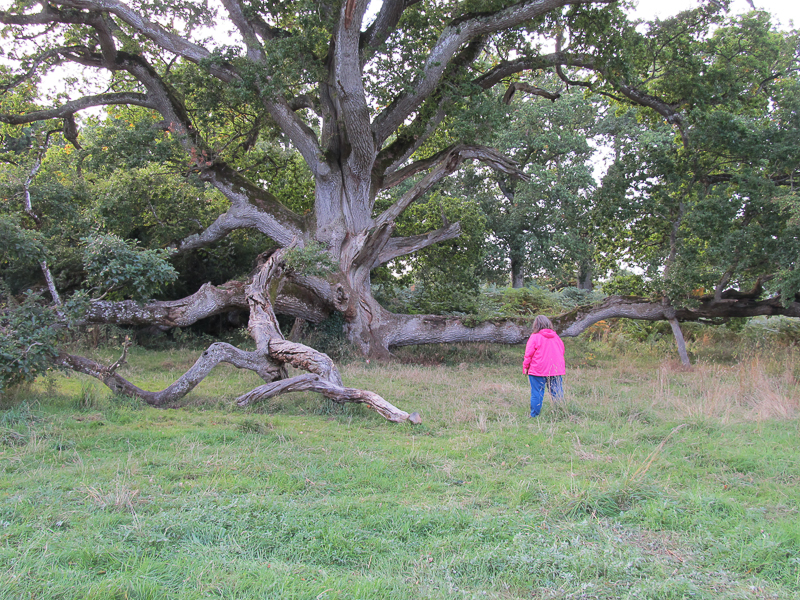King Oak - 700 years old - on the grounds of Charleville Castle - County Offaly