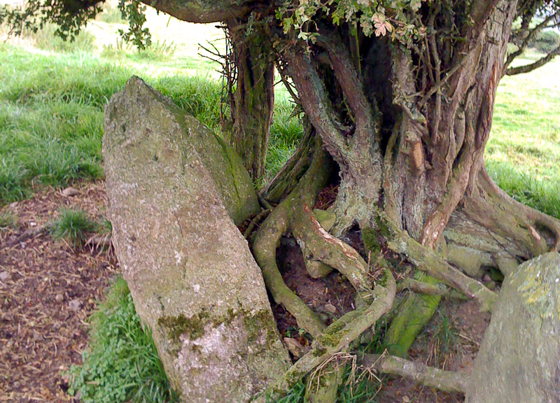 Whitethorn Tree roots grip the stones in the circle